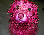 Click image for larger version

Name:	Dyed-doggies-010.jpg
Views:	50
Size:	38.4 KB
ID:	6905