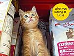 Click image for larger version

Name:	wat u looking at, kitty.JPG
Views:	181
Size:	201.5 KB
ID:	6241