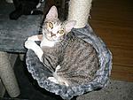 Click image for larger version

Name:	Cat tree3.jpg
Views:	146
Size:	95.8 KB
ID:	7999