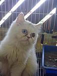 Click image for larger version

Name:	70872629_1-KUCING-PERSIAN-UNTUK-DIJUAL-sentul.jpg
Views:	165
Size:	17.7 KB
ID:	8981