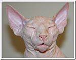 Click image for larger version

Name:	sleeping-nude-hairless-cat-sphynx.png
Views:	89
Size:	260.6 KB
ID:	10133