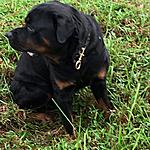 Click image for larger version

Name:	Rottweiler.jpg
Views:	96
Size:	114.5 KB
ID:	12403