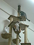 Click image for larger version

Name:	Missy, Max and Blue up in their new tree - 1.jpg
Views:	244
Size:	105.2 KB
ID:	3507