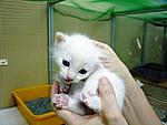 Click image for larger version

Name:	kitten 2.JPG
Views:	408
Size:	136.6 KB
ID:	5383
