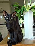 Click image for larger version

Name:	Black_Siamese_cat_by_darknesSseal.jpg
Views:	69
Size:	89.3 KB
ID:	10539