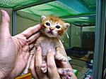 Click image for larger version

Name:	kitten 1.JPG
Views:	420
Size:	174.7 KB
ID:	5382