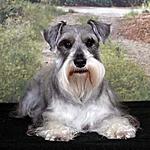 Click image for larger version

Name:	Schnauzer.jpg
Views:	252
Size:	18.3 KB
ID:	11603