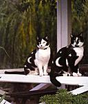 Click image for larger version

Name:	painted-cats-010.jpg
Views:	54
Size:	38.4 KB
ID:	6895