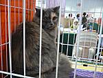 Click image for larger version

Name:	Catshow9.jpg
Views:	209
Size:	62.4 KB
ID:	6416