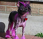 Click image for larger version

Name:	Dyed-doggies-007.jpg
Views:	49
Size:	46.2 KB
ID:	6902