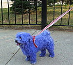 Click image for larger version

Name:	Dyed-doggies-001.jpg
Views:	56
Size:	75.3 KB
ID:	6896