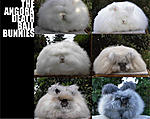 Click image for larger version

Name:	Angora.jpg
Views:	90
Size:	168.1 KB
ID:	789