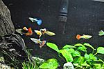 Click image for larger version

Name:	guppies3.jpg
Views:	269
Size:	92.2 KB
ID:	10119