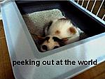 Click image for larger version

Name:	peeking out at the world.jpg
Views:	238
Size:	194.4 KB
ID:	4602