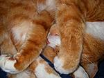 Click image for larger version

Name:	cat sleep 1.jpg
Views:	69
Size:	33.4 KB
ID:	7325