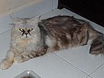 Click image for larger version

Name:	my_pets.26004.2.jpg
Views:	81
Size:	33.3 KB
ID:	6026