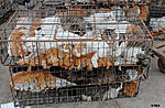 Click image for larger version

Name:	Guangzhou cats in cages 2.jpg
Views:	350
Size:	52.9 KB
ID:	10874