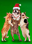 Click image for larger version

Name:	xmas-dogcat.jpg
Views:	171
Size:	123.6 KB
ID:	10493