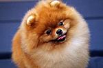 Click image for larger version

Name:	boo-pomeranian.jpg
Views:	330
Size:	15.7 KB
ID:	11605