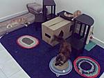 Click image for larger version

Name:	furkids3.jpg
Views:	188
Size:	18.4 KB
ID:	3423