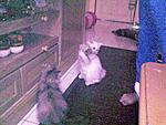 Click image for larger version

Name:	Ollie Playing 1.jpg
Views:	144
Size:	106.2 KB
ID:	8080