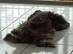 Click image for larger version

Name:	Sally_Sleeping.JPG
Views:	182
Size:	13.4 KB
ID:	4829