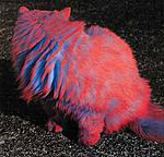 Click image for larger version

Name:	painted-cats-004.jpg
Views:	44
Size:	43.1 KB
ID:	6891