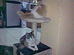 Click image for larger version

Name:	Callie & Sandy.jpg
Views:	170
Size:	72.1 KB
ID:	8078