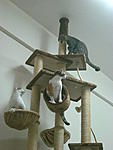 Click image for larger version

Name:	Missy, Max and Blue up in their new tree - 1.jpg
Views:	241
Size:	105.2 KB
ID:	3507