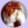 Kulaifornia_Cattery's Avatar