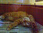 Click image for larger version

Name:	sleepingsherbet.jpg
Views:	361
Size:	79.2 KB
ID:	2900