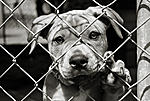 Click image for larger version

Name:	adopt_dog.jpg
Views:	460
Size:	48.3 KB
ID:	6094