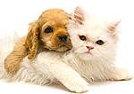 Click image for larger version

Name:	cat-dog.jpg
Views:	493
Size:	19.5 KB
ID:	6107