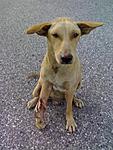 Click image for larger version

Name:	pregnant dog.jpg
Views:	315
Size:	34.9 KB
ID:	6976