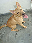 Click image for larger version

Name:	LEDA3.JPG
Views:	230
Size:	76.9 KB
ID:	7950