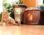 Click image for larger version

Name:	si kuning2.jpg
Views:	314
Size:	224.4 KB
ID:	8886
