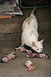 Click image for larger version

Name:	abused-kittens-mother-cat-kunming-china-02.jpg
Views:	2431
Size:	20.6 KB
ID:	7395