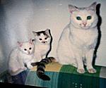 Click image for larger version

Name:	stray-cat-with-kittens.jpg
Views:	756
Size:	17.1 KB
ID:	7400