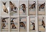 Click image for larger version

Name:	cat walker.jpg
Views:	325
Size:	9.3 KB
ID:	11086