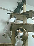 Click image for larger version

Name:	Missy, Max and Blue up in their new tree - 2.jpg
Views:	228
Size:	115.3 KB
ID:	3508