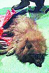 Click image for larger version

Name:	dog left to die.jpg
Views:	352
Size:	23.7 KB
ID:	6378