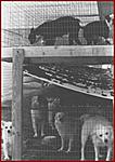 Click image for larger version

Name:	puppymill1.jpg
Views:	331
Size:	29.8 KB
ID:	5898