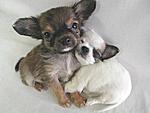 Click image for larger version

Name:	2 cute puppies.jpg
Views:	109
Size:	18.8 KB
ID:	6579