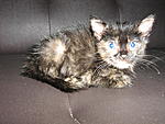 Click image for larger version

Name:	Kitten 255.jpg
Views:	97
Size:	73.8 KB
ID:	3708