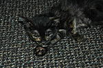 Click image for larger version

Name:	Kitten 284.jpg
Views:	101
Size:	86.7 KB
ID:	3732