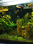 Click image for larger version

Name:	guppies7.jpg
Views:	365
Size:	260.7 KB
ID:	10357