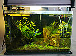 Click image for larger version

Name:	guppies9.jpg
Views:	258
Size:	125.9 KB
ID:	10359