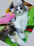 Click image for larger version

Name:	comel.jpg
Views:	62
Size:	33.1 KB
ID:	9131