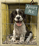 Click image for larger version

Name:	Adopt_Me.jpg
Views:	272
Size:	186.9 KB
ID:	6101