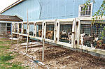 Click image for larger version

Name:	puppy_mill.jpg
Views:	276
Size:	52.2 KB
ID:	6100